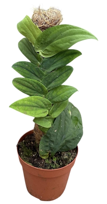 <h4>Rhapidpaphora Korthalsii</h4>