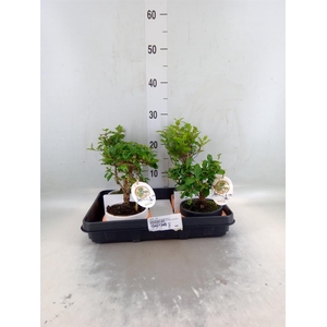 Bonsai   ...mix