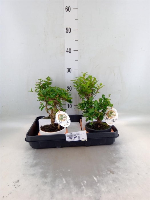 <h4>Bonsai   ...mix</h4>