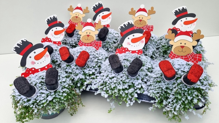 <h4>SOLEI SOL GROEN</h4>