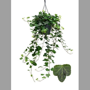 HEDERA WONDER 19CM