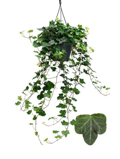 <h4>HEDERA WONDER 19CM</h4>