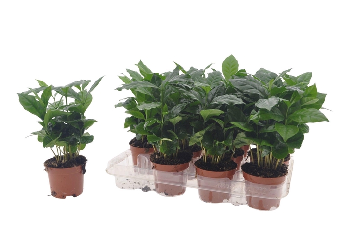 <h4>COFFEA ARABICA</h4>