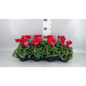 Cyclamen KL 'Picasso'