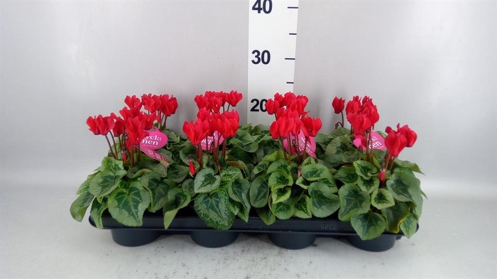 <h4>Cyclamen KL 'Picasso'</h4>