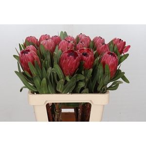 Protea Red Ice