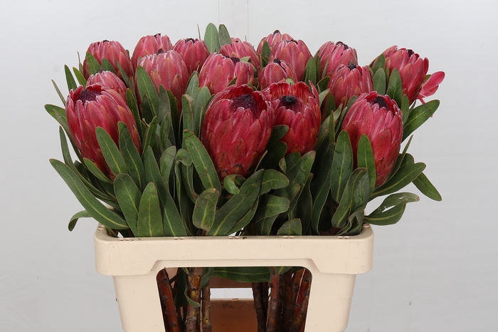 Protea Red Ice