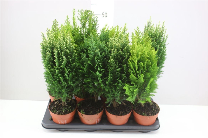 <h4>Coniferen Gemengd</h4>