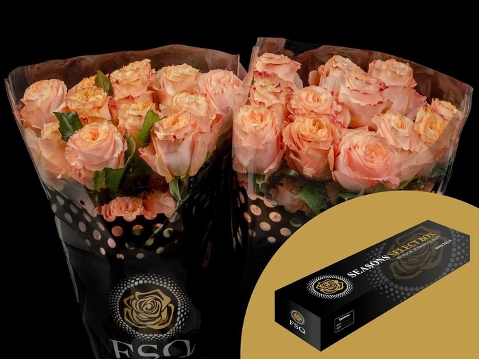 <h4>R GR Gar Princess Crown Box</h4>