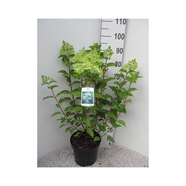 <h4>Hydrangea pan. Phantom struik 40-50 P26</h4>