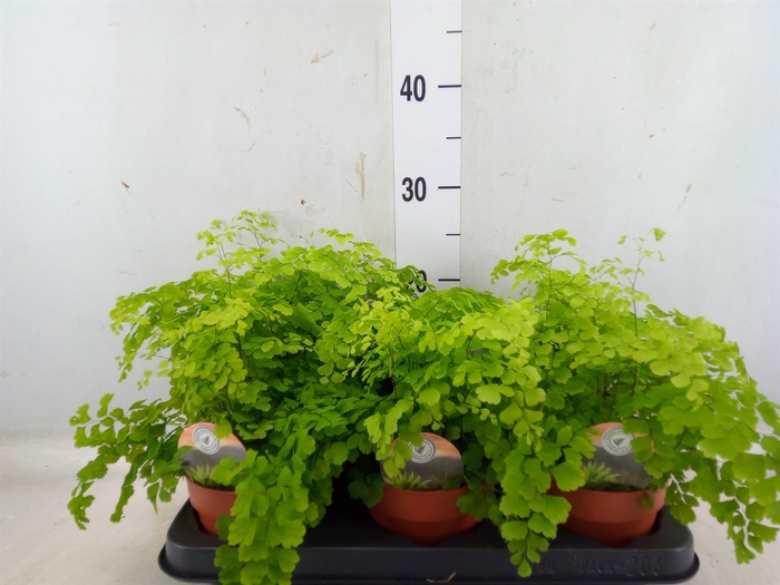 <h4>Adiantum raddi. 'Fragrans'</h4>