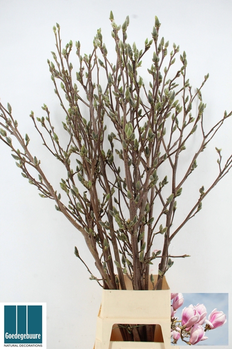 <h4>MAGNOLIA OV</h4>