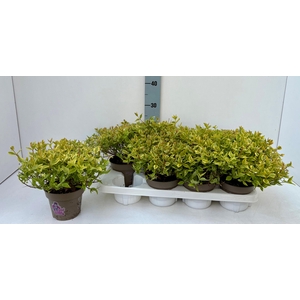 Abelia Lady Summerdream Pflanzware 13T
