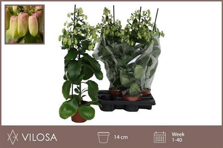 Kalanchoe Magic Bell