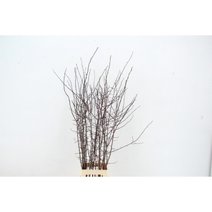 PRUNUS NIGRA PER STEM 130CM