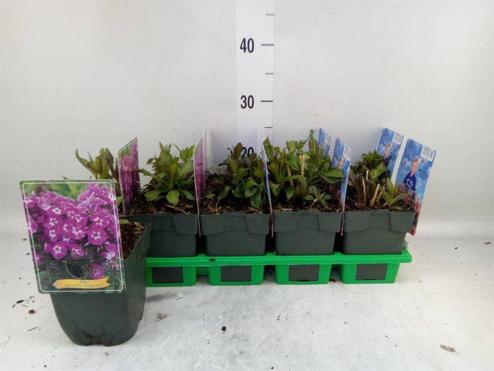 <h4>Phlox panic.</h4>