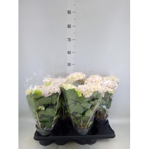 Hydrangea mac. 'Hovaria'
