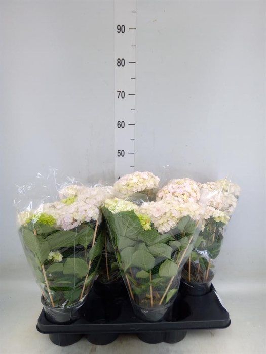 <h4>Hydrangea mac. 'Hovaria'</h4>
