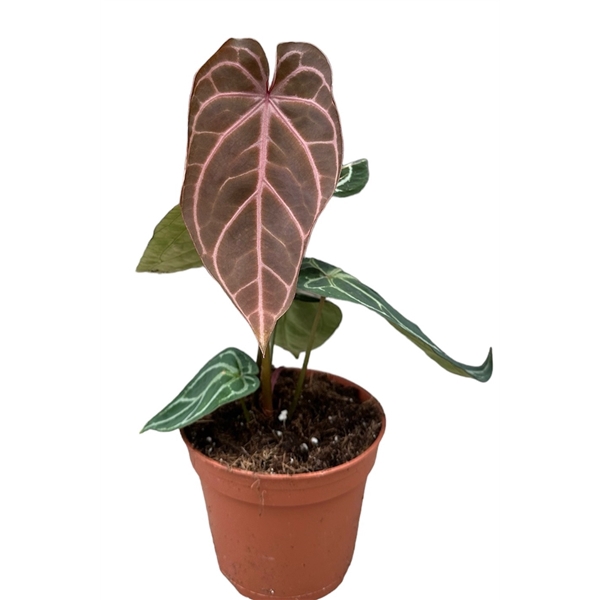 <h4>Anthurium Red Crystallinum</h4>