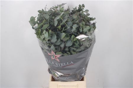 <h4>Euc Cinerea Per Bunch 300 Gram</h4>