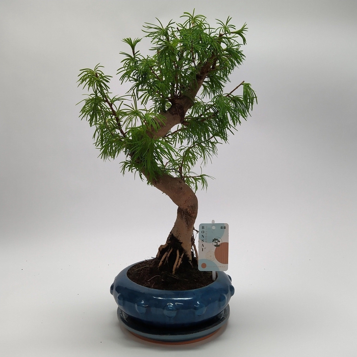 <h4>Pseudolarix S-shape Bonsai 24 cm</h4>