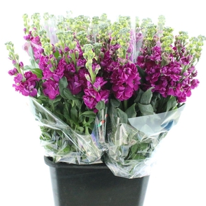 Matth Incana Iron Rose