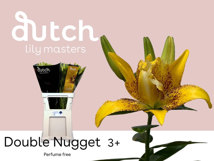 <h4>LI LA DOUBLE NUGGET 3+</h4>