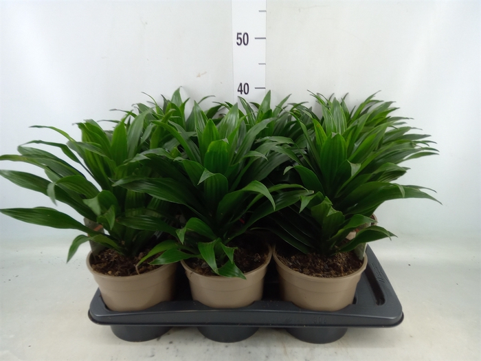 <h4>Dracaena frag. 'Compacta'</h4>