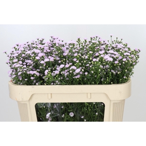 Aster Baby Pink Pearl