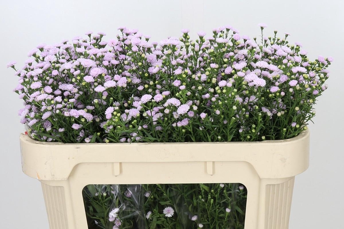 <h4>Aster Baby Pink Pearl</h4>