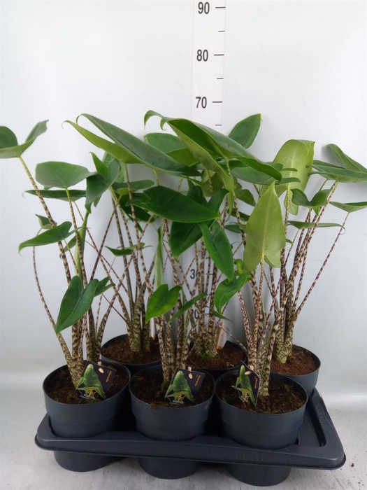 <h4>Alocasia zebrina</h4>