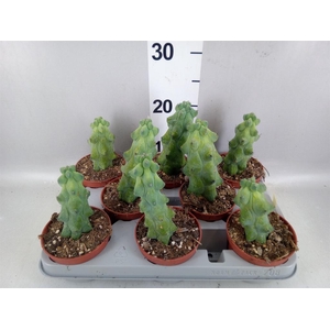 Cereus   ...