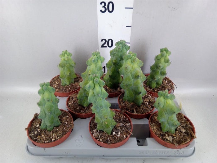 <h4>Cereus   ...</h4>
