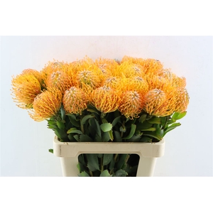 Leuco Soleil