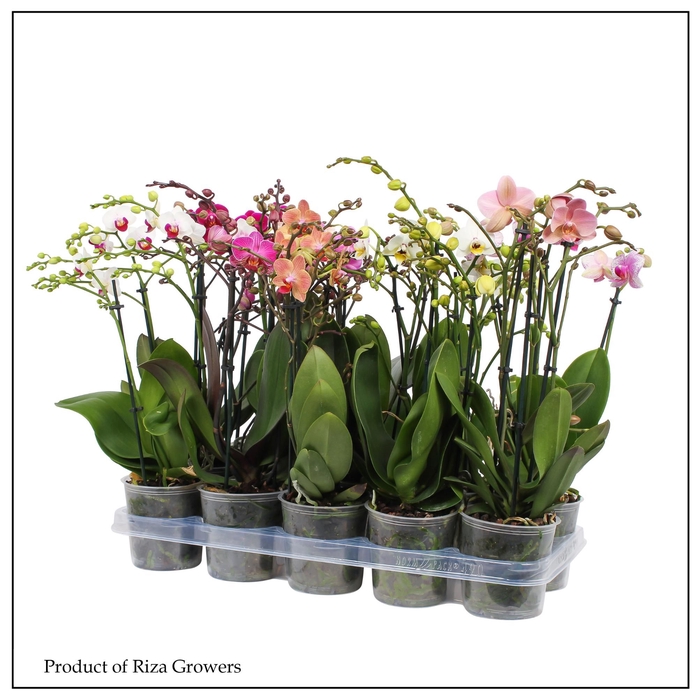 Phalaenopsis MF mix 12Ø 50cm 3st 30fl