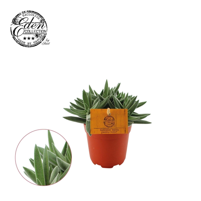 <h4>Crassula Tenelli 10,5cm</h4>