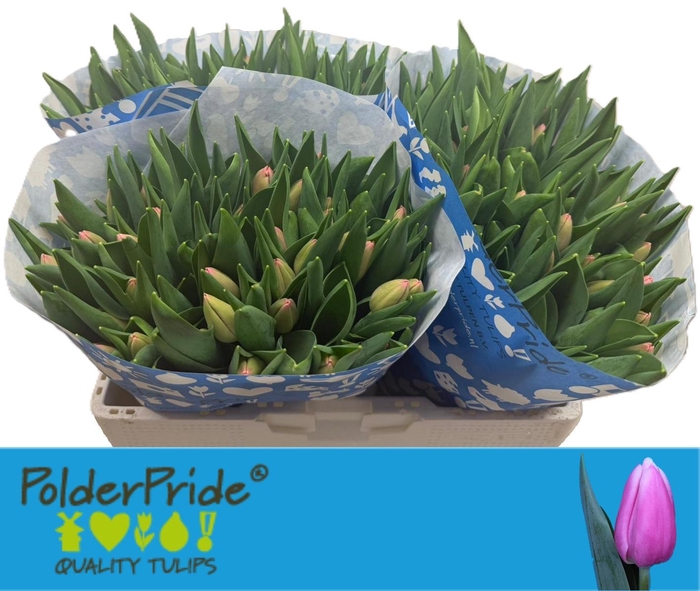 <h4>TU EN TRESOR</h4>