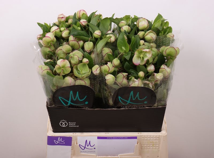 <h4>Helleborus Bella Belles Marginpar</h4>