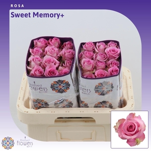 Rosa gr Sweet Memory+