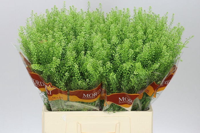 <h4>Thlaspi Green Bell</h4>