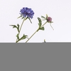 Scabiosa Spray Blue FL440345BLU
