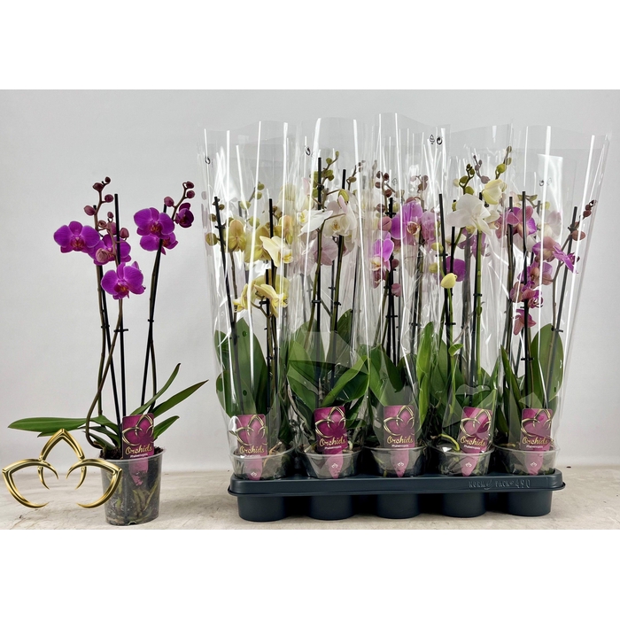 <h4>PHAL GEM</h4>