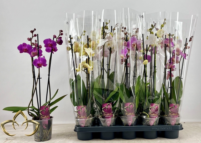 PHAL GEM