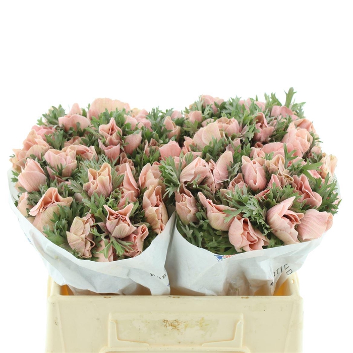 Anemone Powder Apricot