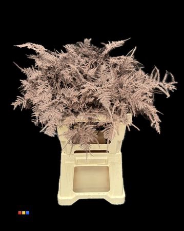 <h4>Asp Extra Choco Brown</h4>