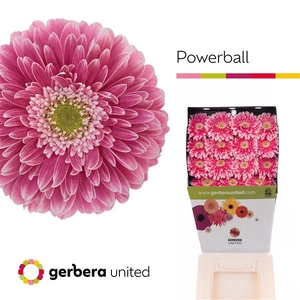 Ge Gr Pomponi Power Ball Diamond United