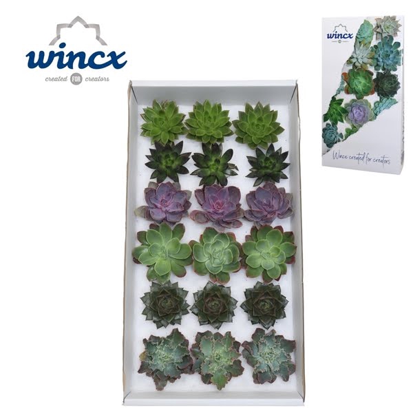 <h4>Echeveria Autumn Mix (Wincx) Cutfl (6 Spcs)</h4>