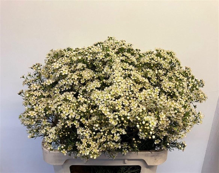 <h4>CHAME UN JUPITE MOON</h4>