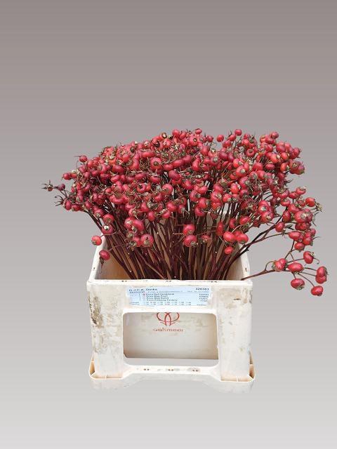 <h4>ROSA RED HOOIJDONK</h4>