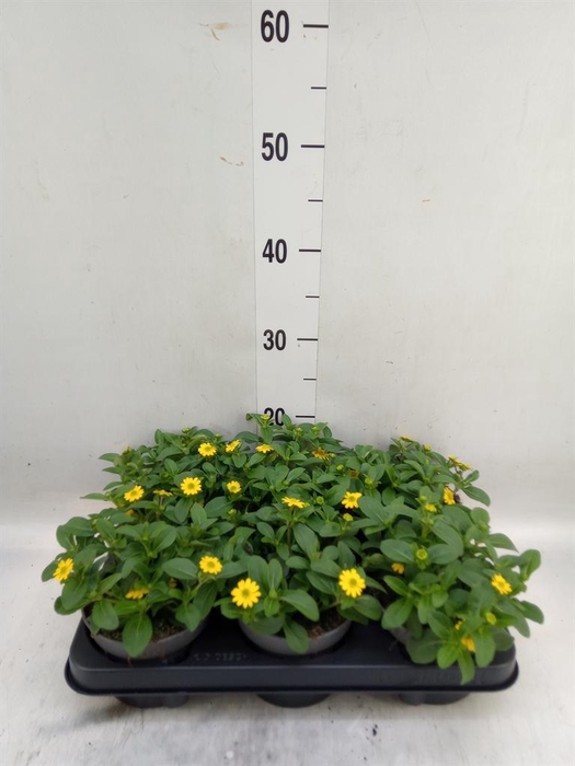 <h4>Sanvitalia proc.</h4>